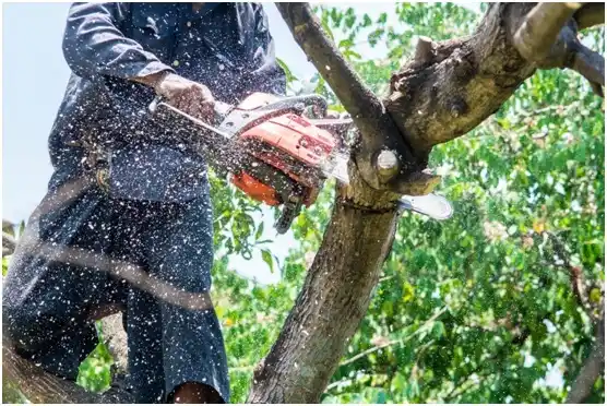 tree services Warden